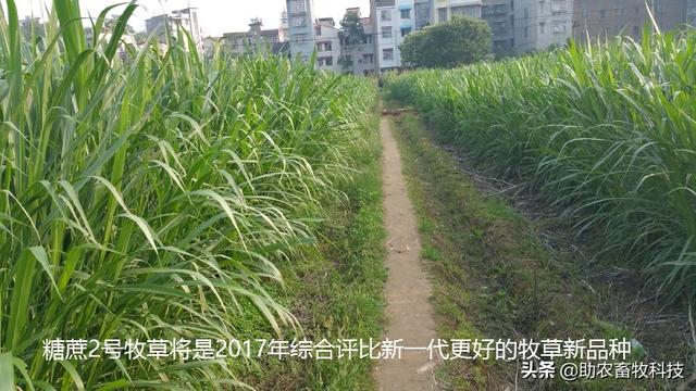 牧草养猪技术你想知道的都在这里了，建议收藏