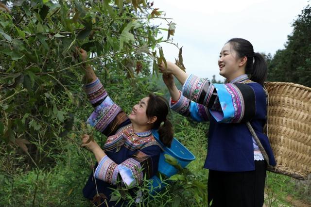 走进罗平布依族 亲近五色花米饭