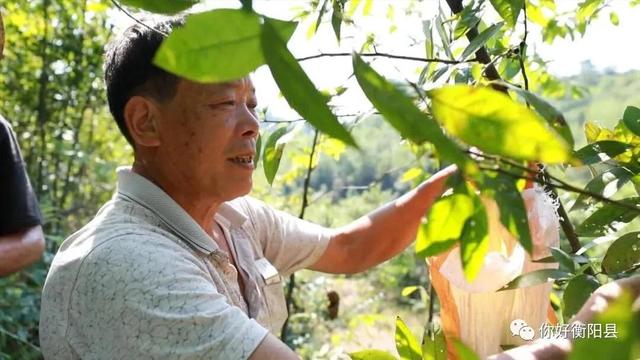 荒山上种山胡椒，衡阳县一偏远山村年入百万