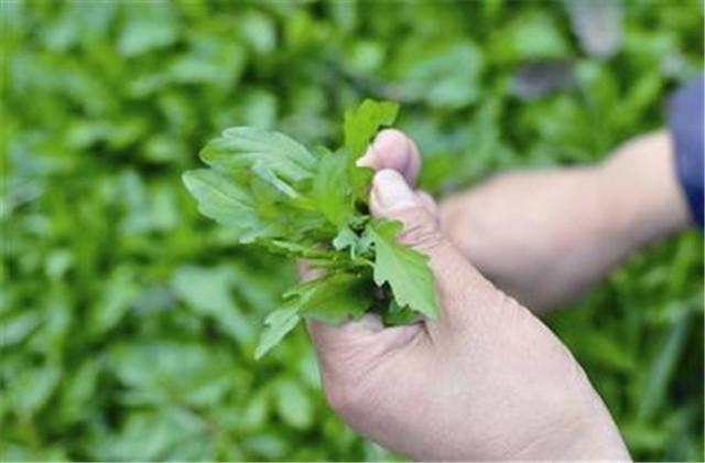 马兰种植方法及步骤技巧，新手也能轻松学会，在家种出小菜园