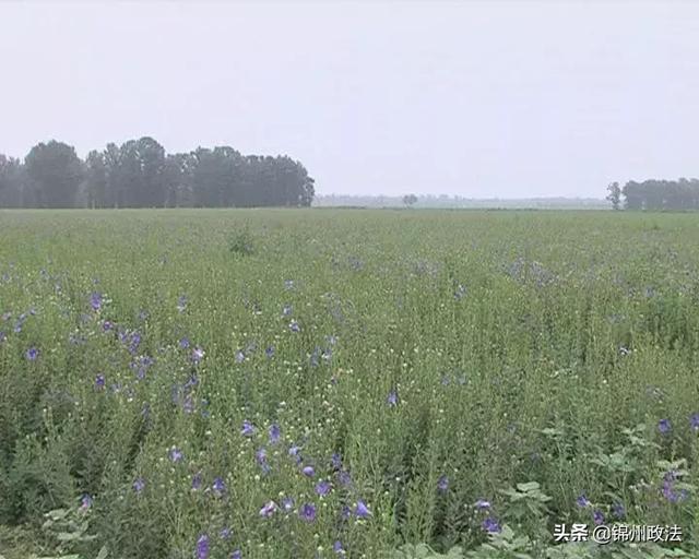 药材种植带来效益倍增——城关乡五里屯村沙参产业喜获丰收