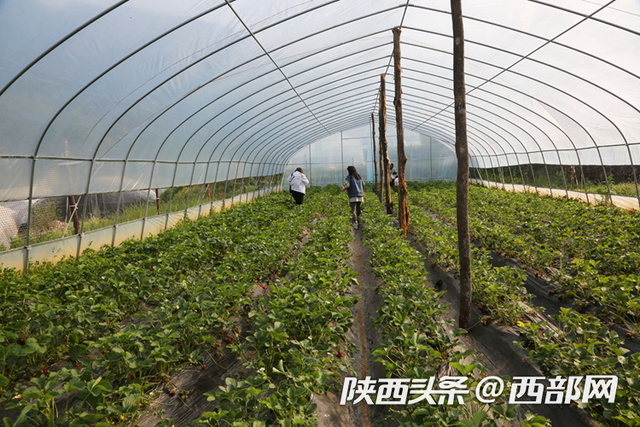 视频丨石泉秦岭深山试种草莓，不比产量比品质