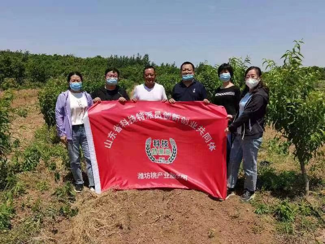 为芦笋种植“开处方”，潍坊的科技特派员把论文“写”到田间地头