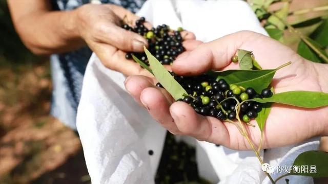 荒山上种山胡椒，衡阳县一偏远山村年入百万