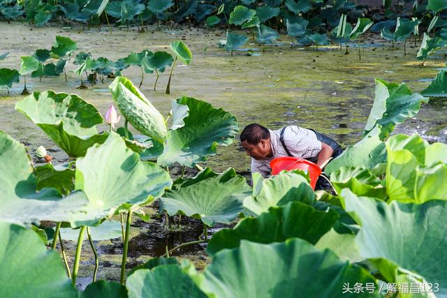 264亩地种莲藕年纯收入200万元，致富不忘公益，园区免费开放