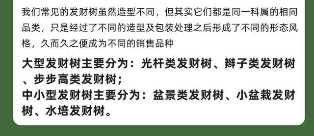 发财树是到底有多难养？最全面的发财树养护攻略来了