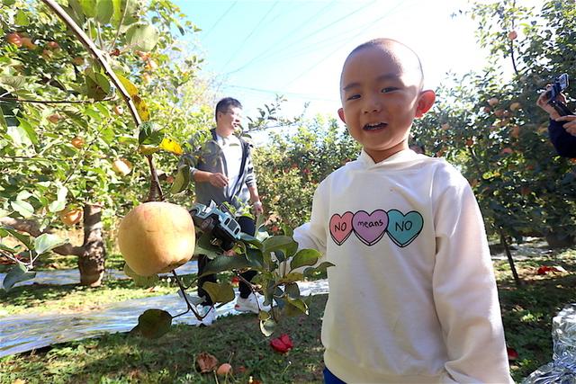 红脆甜香的“高光效”苹果成熟啦，南部山区西营街道等你来采摘