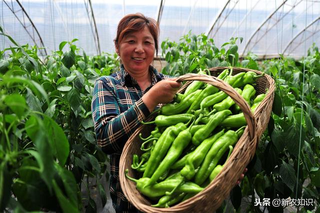 辣椒塑料大棚早熟栽培技术！提高塑料大棚辣椒种植水平