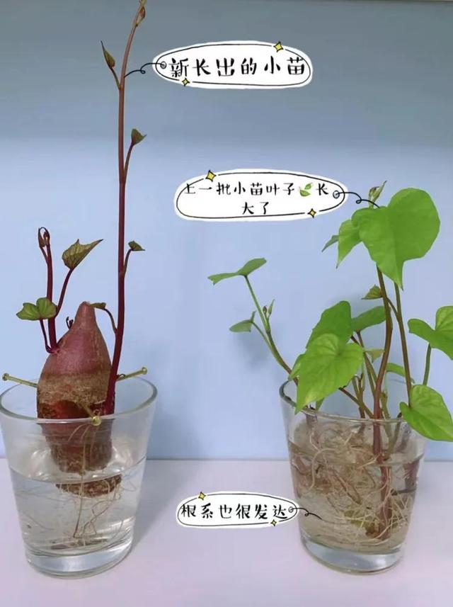 停课不停学“双减”欢乐多植物种植小乐园（第一期）奇妙的种子