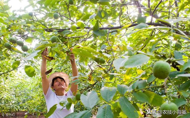 核桃树不结果是什么原因造成？学会这些能让核桃挂满树！