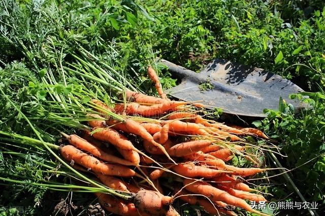 种植胡萝卜的种植方法，什么时候种植能高产，学会胡萝卜吃不完