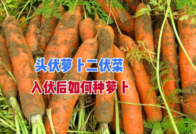 “头伏萝卜二伏菜”，入伏后种植萝卜做好4个方面，苗齐又苗壮