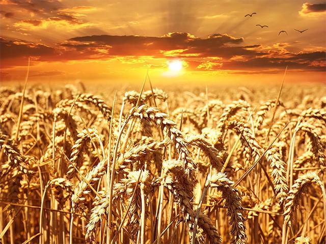 小麦亩产2000斤从种到收的全流程关键技术