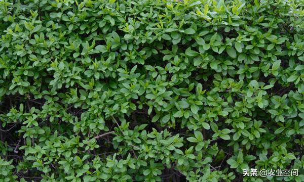 学会阳台室内种菜，一年四季能吃到新鲜蔬菜（三十六苋菜的种植）