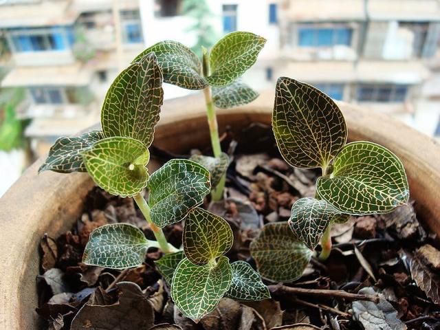 又是一年进补季，会吃好食材之金线莲篇，也许你家花盆就有哦