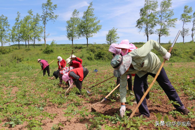 华亭山寨乡：产业铺就富民路 乡村振兴底气足