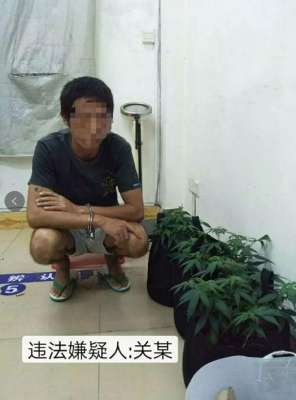 可以种植大麻吗-事发万宁男子网购大麻种子在家里种植，还有吸食大麻工具……警方：抓你没商量