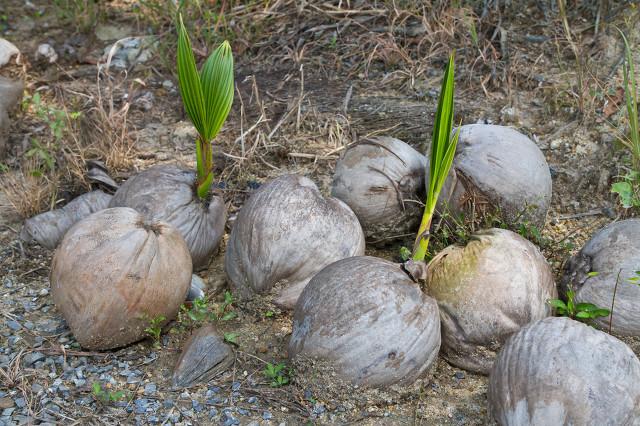 椰子有3个芽眼，那么椰子芽到底从哪个芽眼长出来呢？