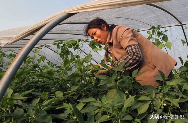 辣椒塑料大棚早熟栽培技术！提高塑料大棚辣椒种植水平