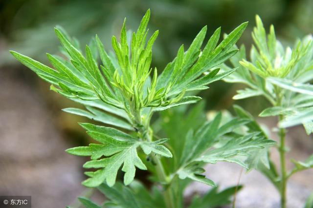 艾草种植技术简析