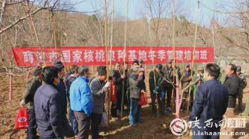 商洛市国家核桃良种基地精细科管发挥示范引领作用