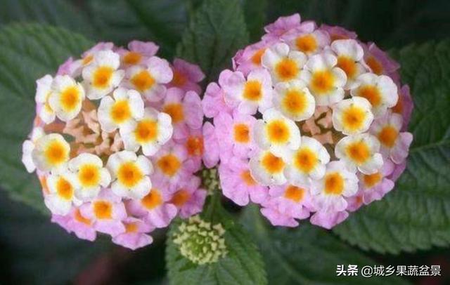 【观赏名花】花色多变的五色梅，繁殖养护有诀窍，四季观赏花不断