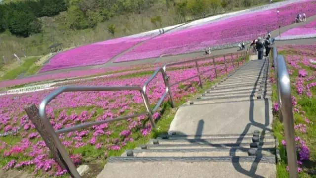 初夏绽放、长在地上！初夏的樱花——芝樱