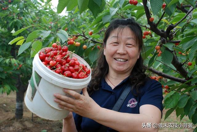 樱桃摘果后，要重点抓好追肥、夏剪、促花、保叶和病虫害防治管理