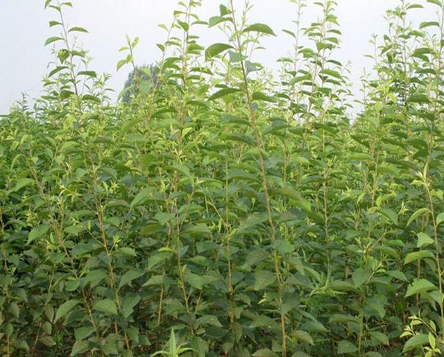 赏花树种榆叶梅规范育苗技术