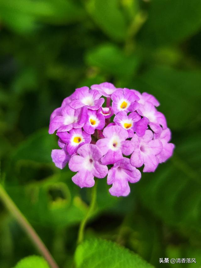 草花皇后——美女樱