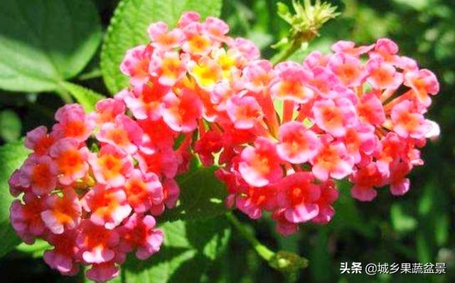 【观赏名花】花色多变的五色梅，繁殖养护有诀窍，四季观赏花不断