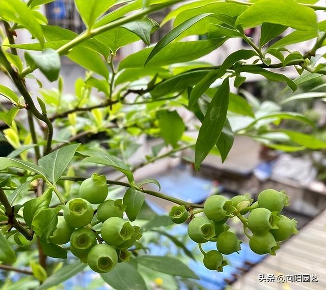 在家种蓝莓，放在露台上，自然授粉，不用管理，夏天结果子