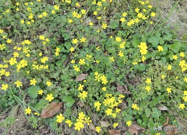 3月底开花，块根形似猫爪的植物，“6步骤”教你高效丰产栽培