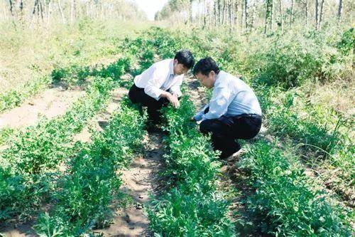 焦点｜内蒙古通辽 中药材种植“治穷根”