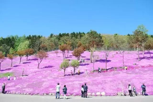 初夏绽放、长在地上！初夏的樱花——芝樱