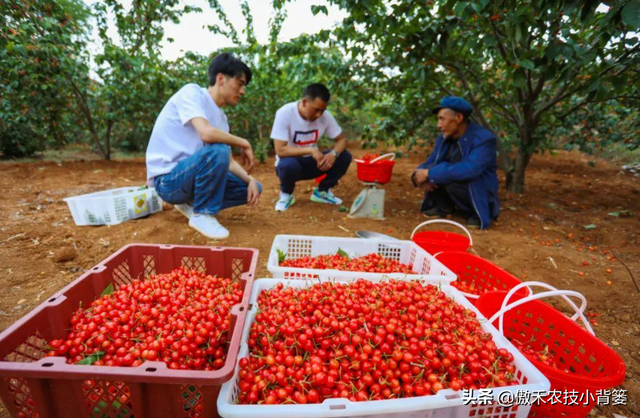 樱桃摘果后，要重点抓好追肥、夏剪、促花、保叶和病虫害防治管理