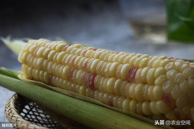 农业种植高效模式，小麦夏糯玉米秋糯玉米高效种植模式及配套技术