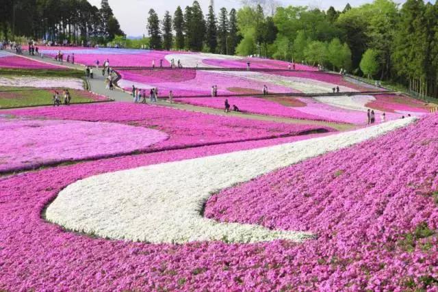 初夏绽放、长在地上！初夏的樱花——芝樱