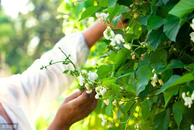 补钙冠军芸豆的种植技术介绍，掌握这些技巧，让你有个丰收年