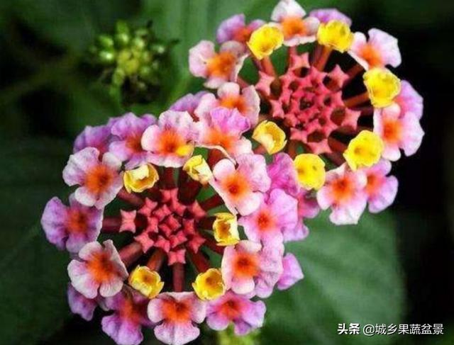 【观赏名花】花色多变的五色梅，繁殖养护有诀窍，四季观赏花不断