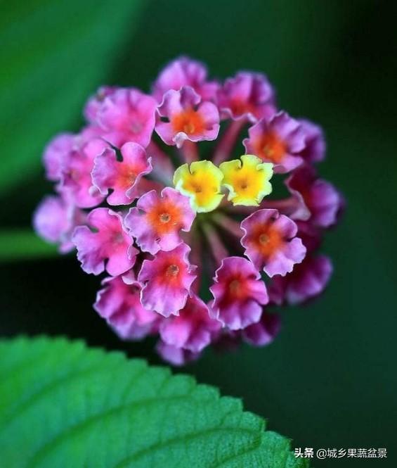 【观赏名花】花色多变的五色梅，繁殖养护有诀窍，四季观赏花不断