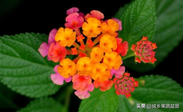 【观赏名花】花色多变的五色梅，繁殖养护有诀窍，四季观赏花不断