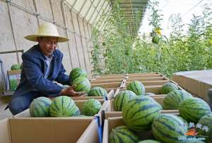 张掖哪里种植西瓜-高台：戈壁滩上西瓜成熟产销两旺