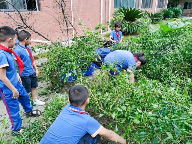 撷雅秋事忙，金小少年乐开荒丨金桥小学撷雅元种植探究课程