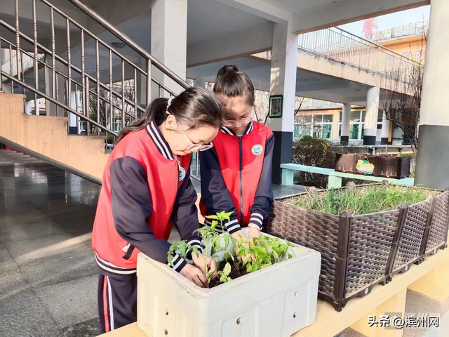 梁邹小学全面启动种植箱种植课程