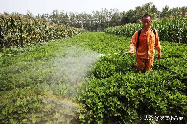 种花生打3遍肥药能高产能增收：什么时候打？用什么打？怎样打？