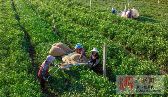 早读社丨浙江这个地方刚发文！这些技能学生都要会