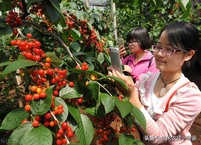 樱桃摘果后，要重点抓好追肥、夏剪、促花、保叶和病虫害防治管理