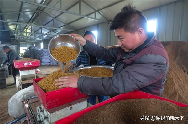 河南光山县：工厂化再生水稻无土育秧忙