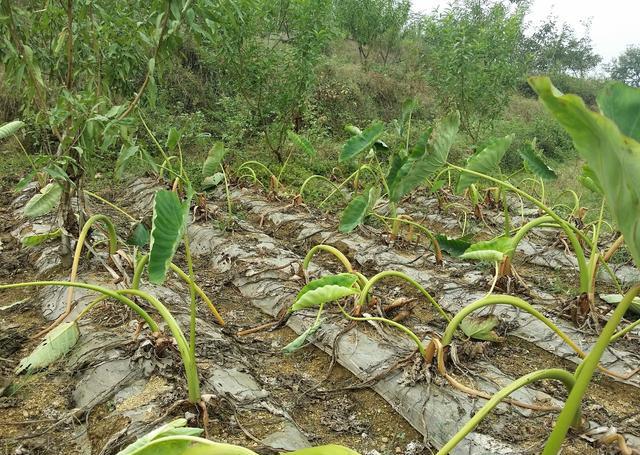 种植芋头常说“6月6探芋股”，准时割苗及时收成，提高产量和收益